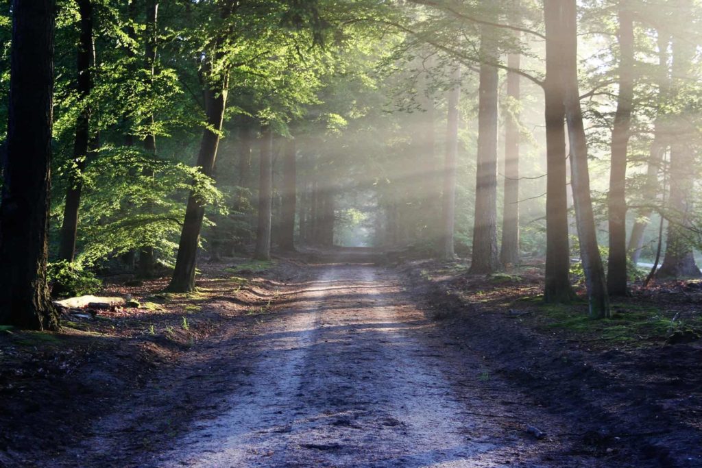 A dirt path through trees with sun shining