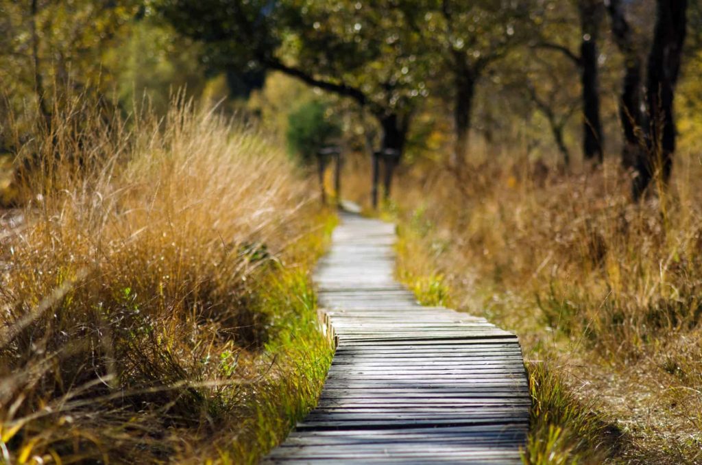 A wooden path surrounded by trees and tall grass
