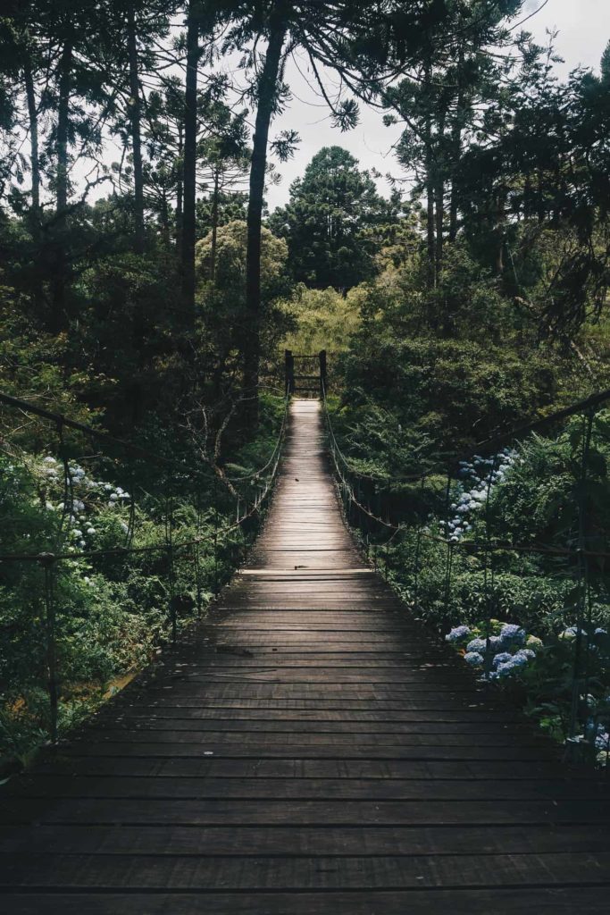 A wooden bridge through the forest